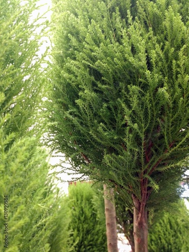 Cypress close-up