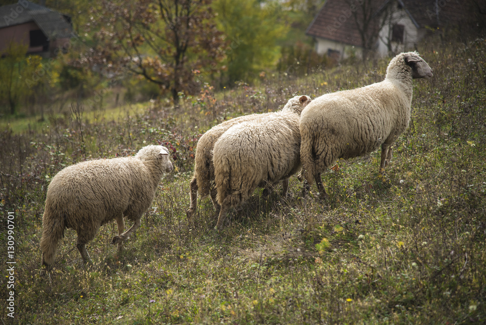 Domestic sheep grazing the grass on a grassy field Domestic sheep grazing the grass on a grassy field