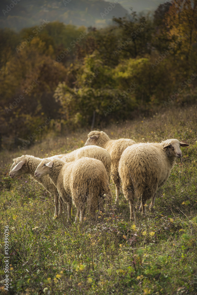 Obraz premium Domestic sheep grazing the grass on a grassy field