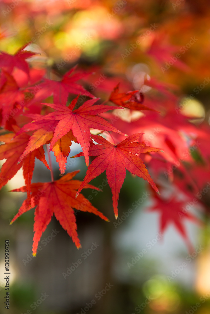 Maple tree in Fall Maple tree in Fall