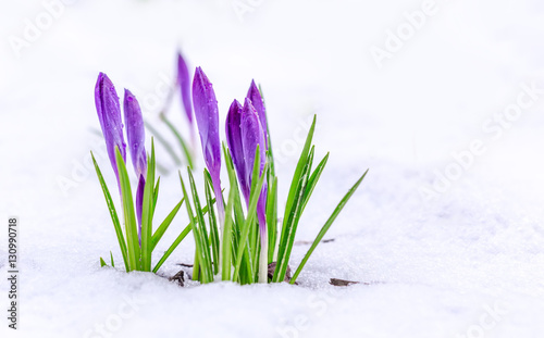 Spring first flowers. Beautiful violet crocuses in the snow.
