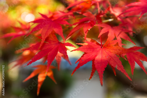 Autumn maple tree