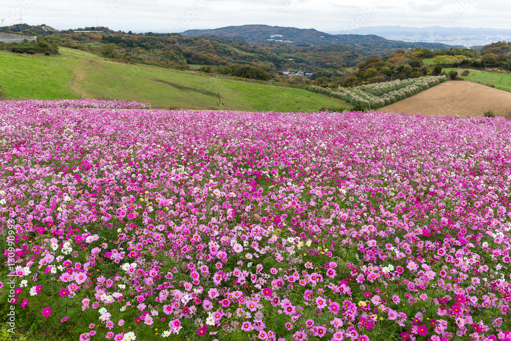 Pink Cosmos flower Pink Cosmos flower