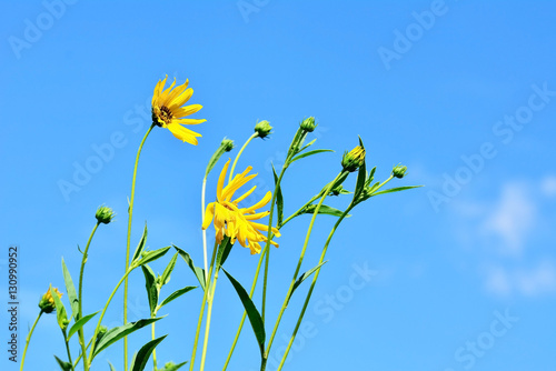 Gelbe Blumen vor blauem Himmel