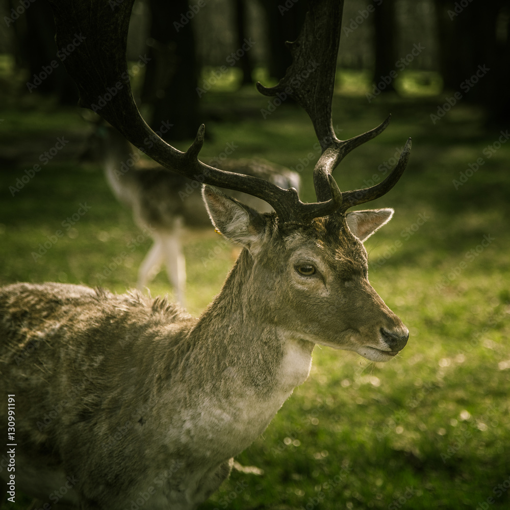 Beautiful portrait of a deer roaming free in the park Beautiful portrait of a deer roaming free in the park