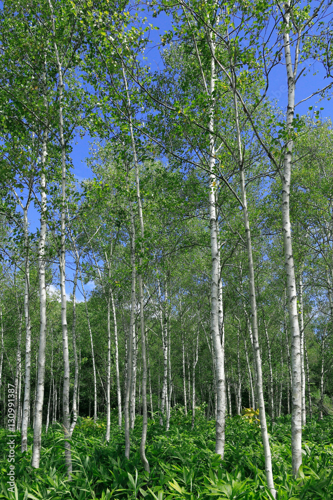 Obraz premium 白樺の若い森