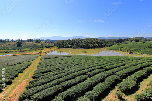 Path in the tea plantation