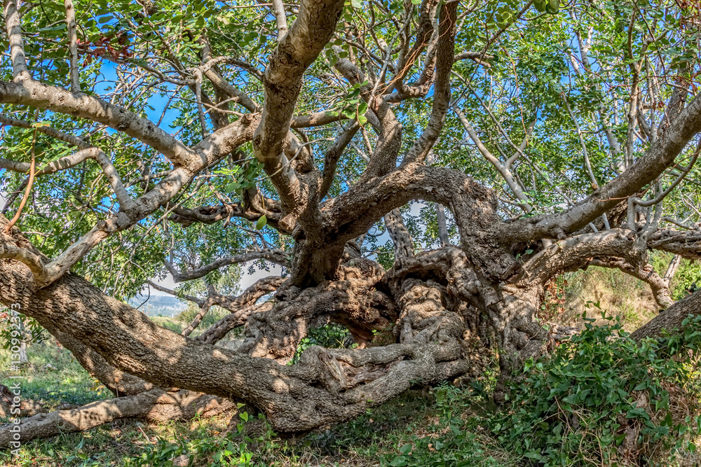 Fototapeta premium Carob tree treetop
