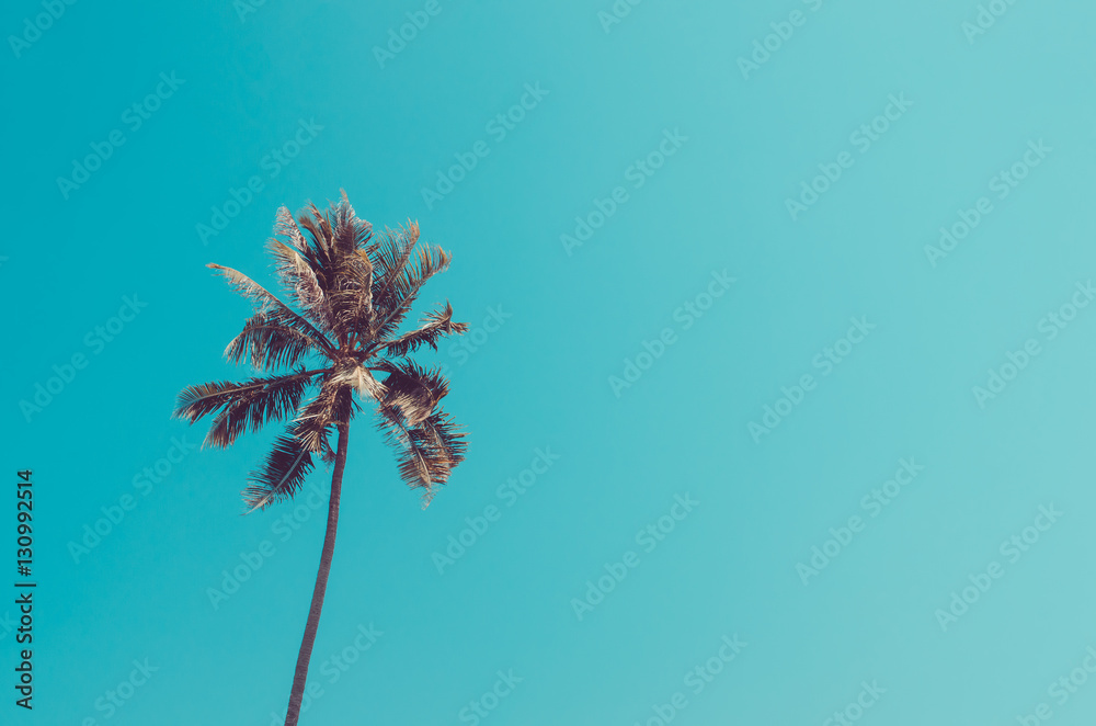 Obraz premium Copy space of palm tree on blue sky