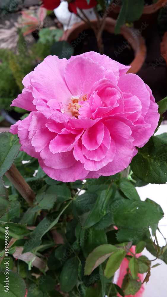 Fragrant pink rose