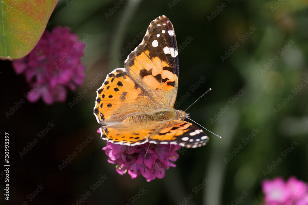 Close-up of a Painted Lady (Vanessa cardui) Butterfly Close-up of a Painted Lady (Vanessa cardui) Butterfly