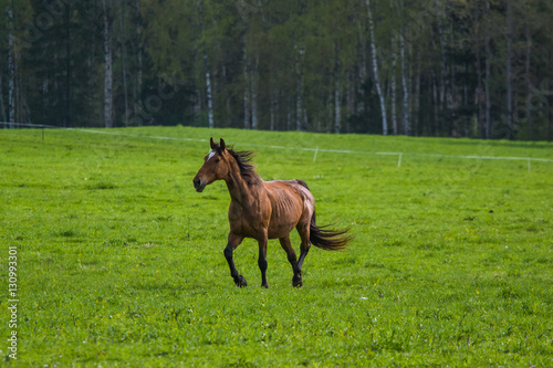 Horses grazing in the spring field
