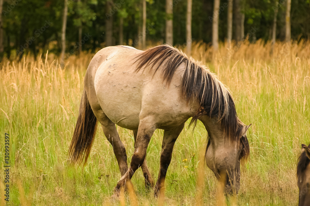 Wild horses grazing in a meadow Wild horses grazing in a meadow