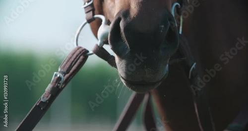 the muzzle and nostrils of the thoroughbred racing stallion horse close-up in slow motion breathing photo