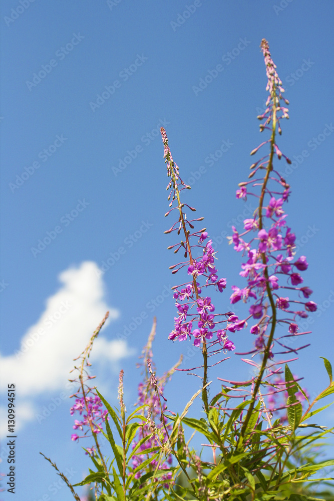 Полевые цветы на фоне неба летом. Stock Photo | Adobe Stock