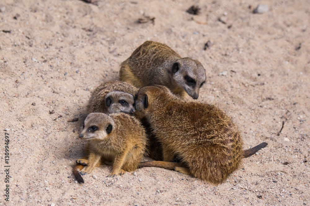 Obraz premium Meercat family in the zoo