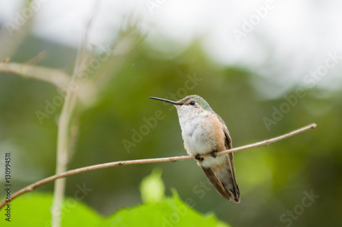 Broadtail hummingbird photo