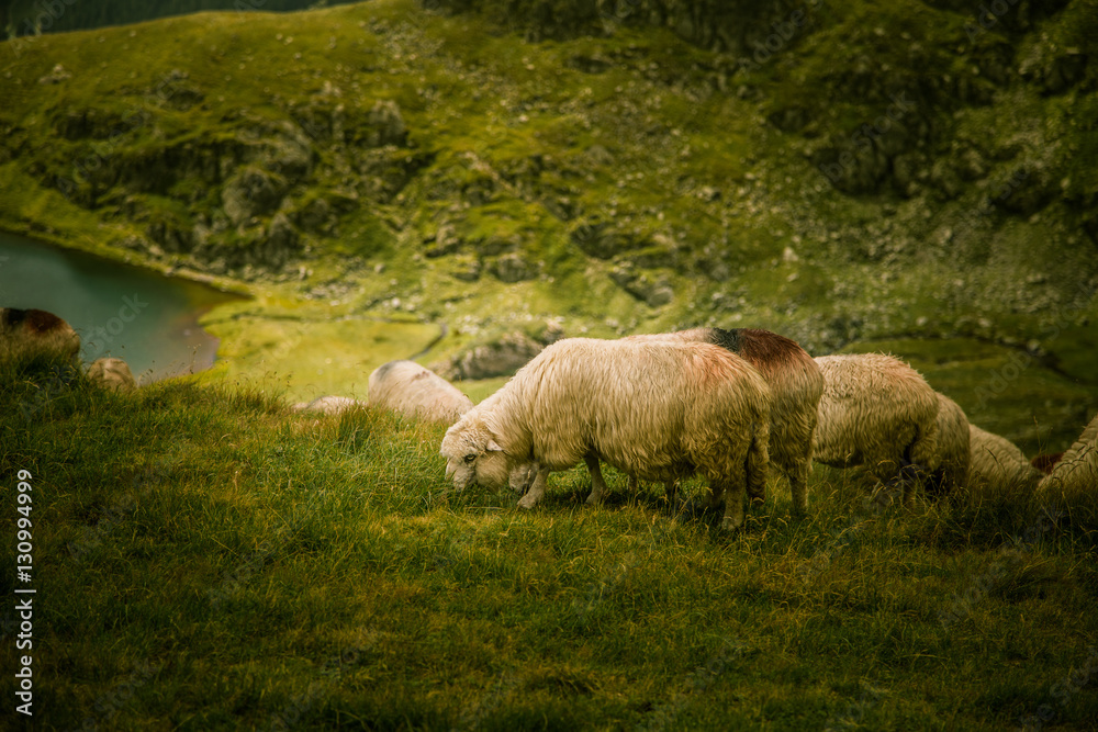Fototapeta premium Sheep grazing in Carpathian mountains