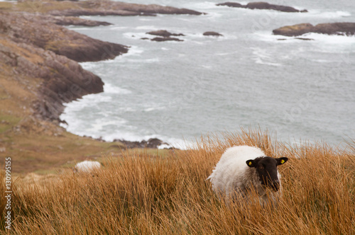 Sheep grazing near the Atlantic ocean in Ireland