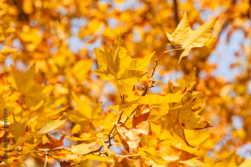 yellow leaves in autumn