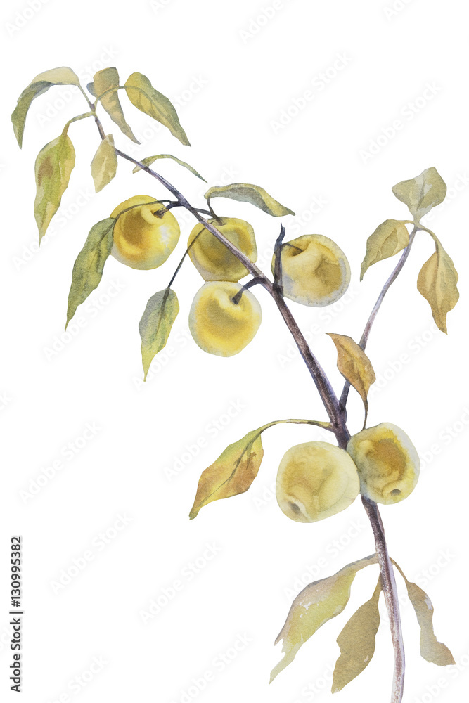 yellow apples branch watercolor isolated white yellow apples branch watercolor isolated white