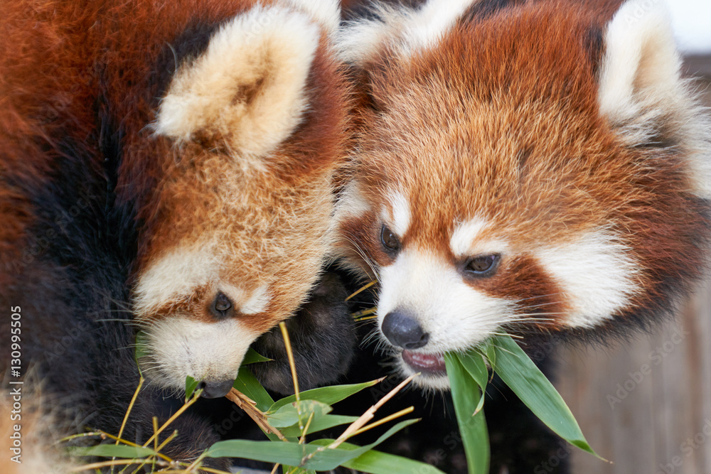 ササを食べるレッサーパンダ
ササを食べるレッサーパンダ