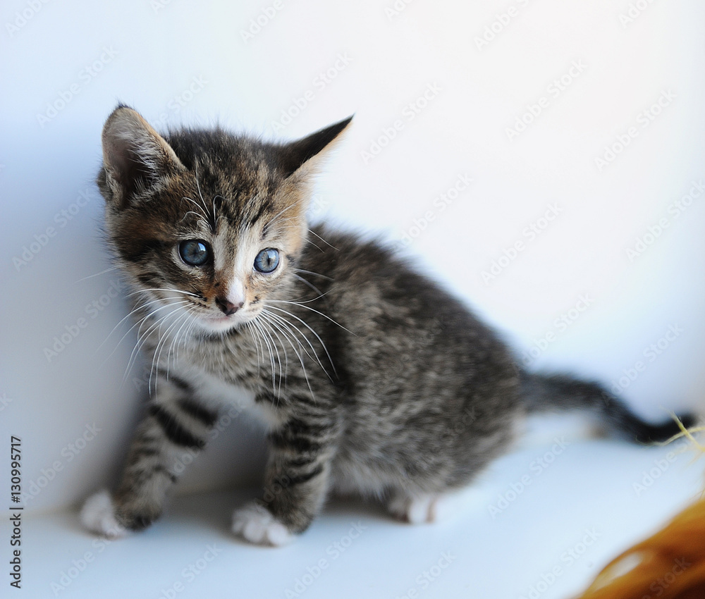 Little gray fluffy kitten on a light background Little gray fluffy kitten on a light background