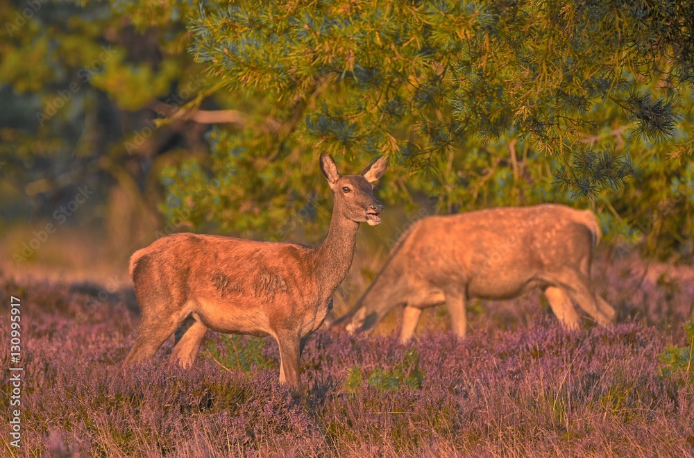 Couple of red deers with does and buck on moorland on National Park Hoge Veluwe in September. Couple of red deers with does and buck on moorland on National Park Hoge Veluwe in September.
