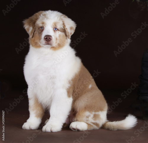 Fototapeta Naklejka Na Ścianę i Meble -  Australian shepherd dog puppy in studio