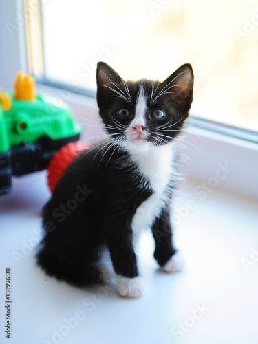 Black and white lettle kitten and little toy car on a windowsill photo