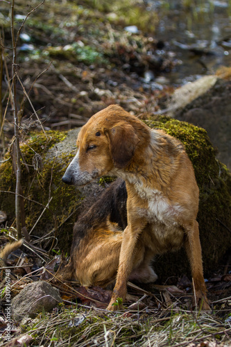 Wallpaper Mural A stray dog in the forest Torontodigital.ca