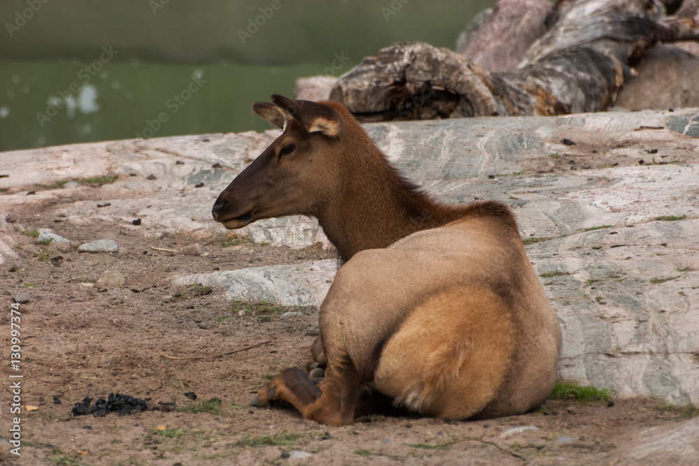 Naklejka premium A beautiful portrait of a goat in the zoo