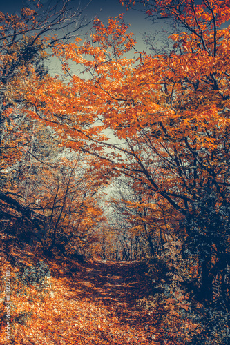 Majestic colorful forest with sunny beams. Bright autumn leaves. Carpathians, Ukraine, Europe. Beauty world