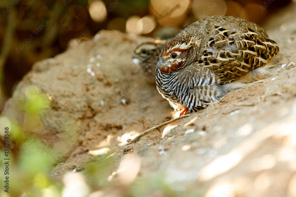 Fototapeta premium Tiny Brown Bird