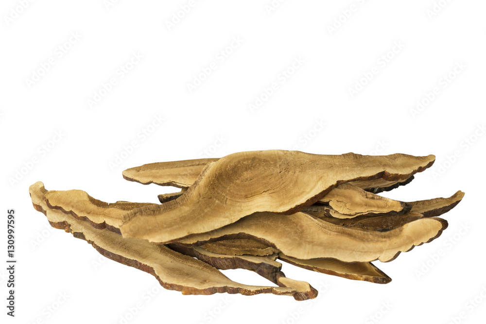 Fototapeta premium Ganoderma Lucidum