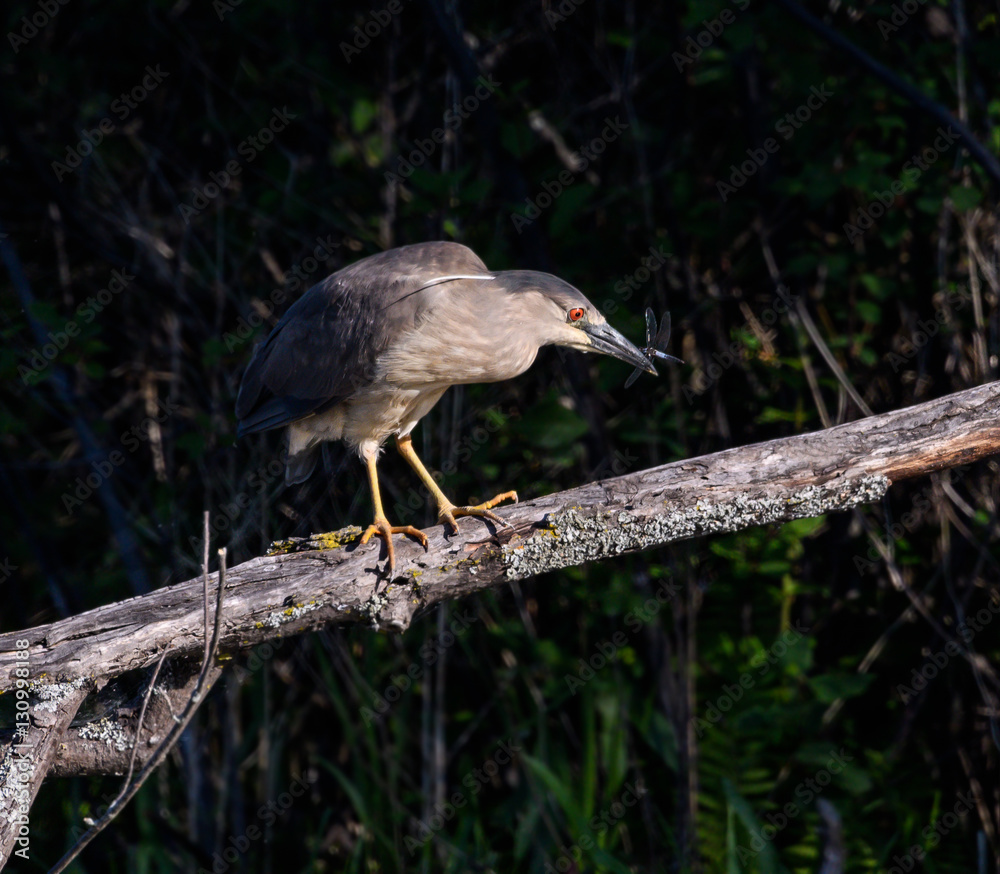 Juvenile Black-crowned Night Heron Caught a Dragonfly Juvenile Black-crowned Night Heron Caught a Dragonfly