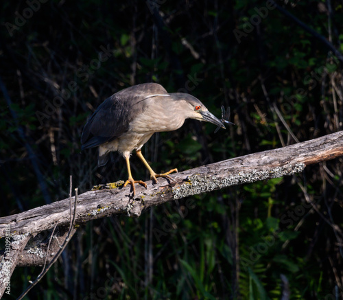 Juvenile Black-crowned Night Heron Caught a Dragonfly