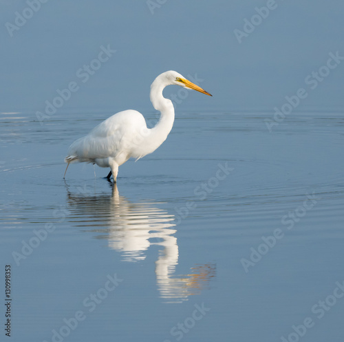 Great Egret with Reflection © FotoRequest