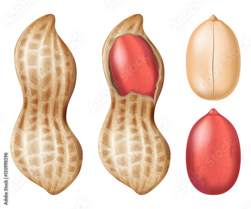 Peanut. Vector illustration.