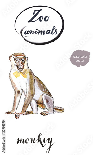 Photography Small sitting monkey