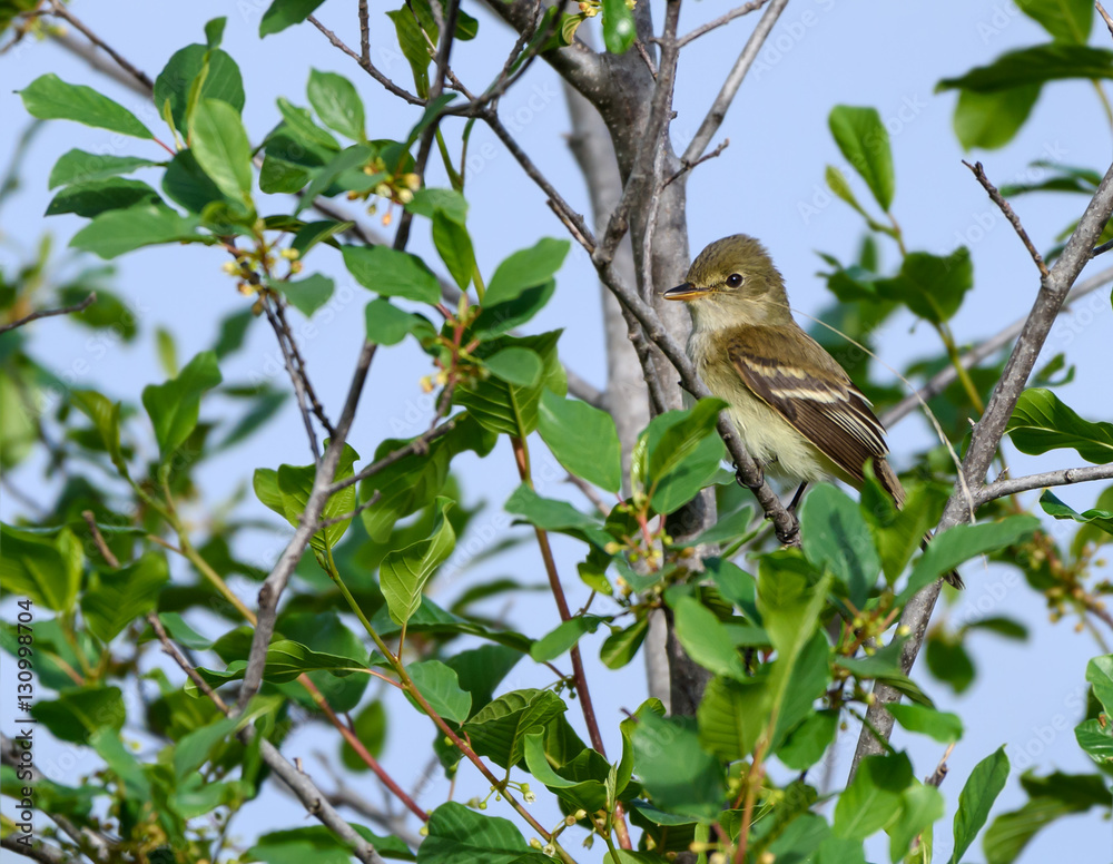 Least Flycatcher Least Flycatcher