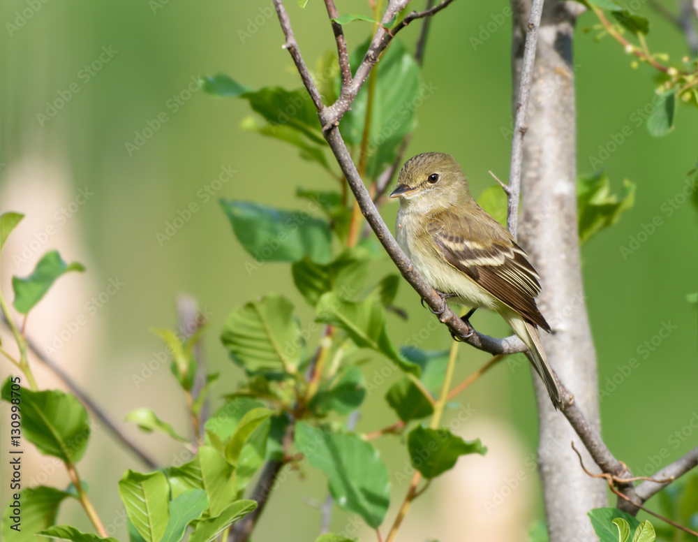 Least Flycatcher