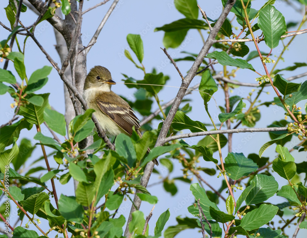 Least Flycatcher Least Flycatcher