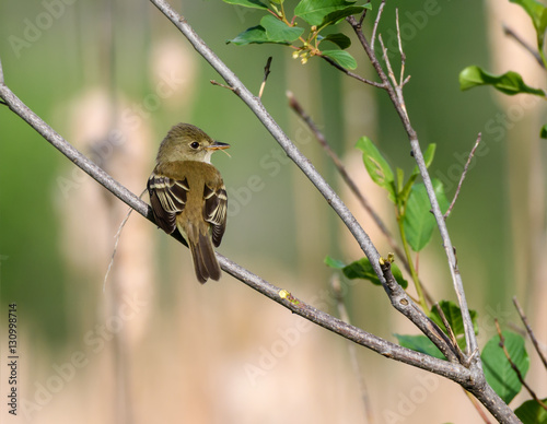 Least Flycatcher photo