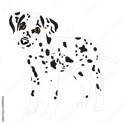Dalmatians, cute puppy, sad. Vector Illustration Portrait of Dalmatian Puppy. Dog isolated.