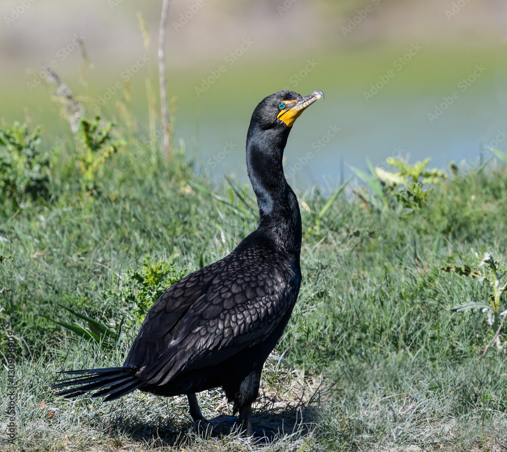 Obraz premium Double-crested Cormorant Portrait