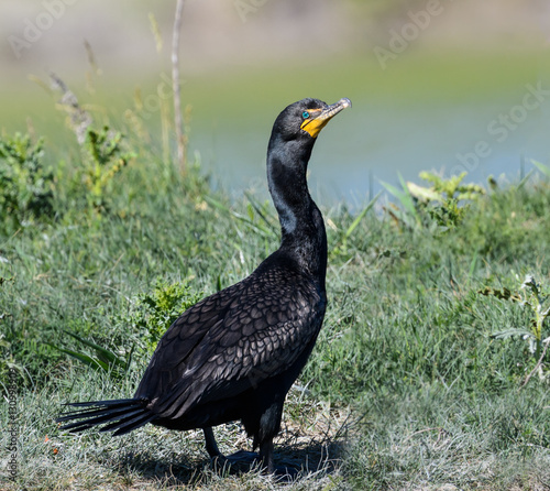Double-crested Cormorant Portrait