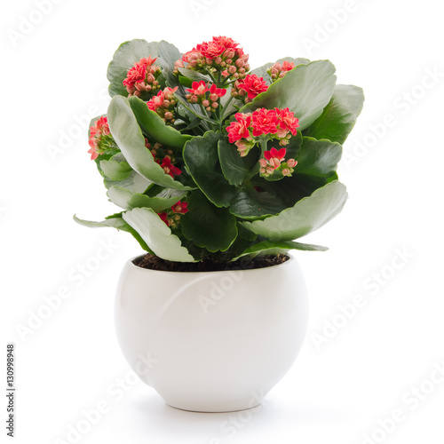 Quadro su tela Kalanchoe blossfeldiana