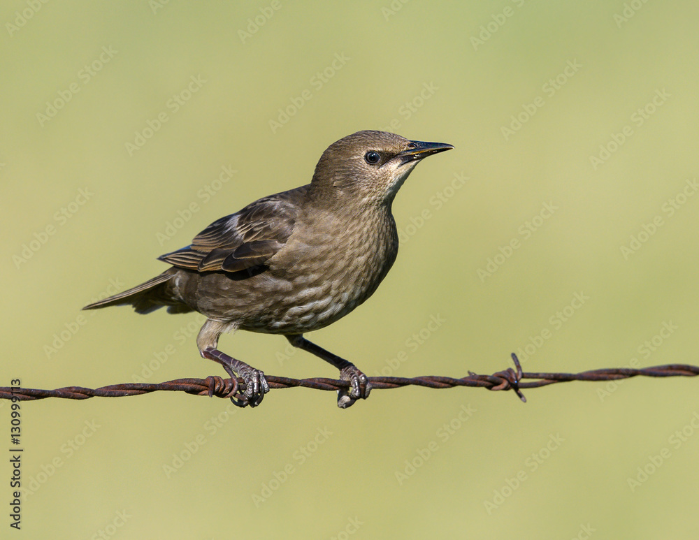 Fototapeta premium Female European Starling