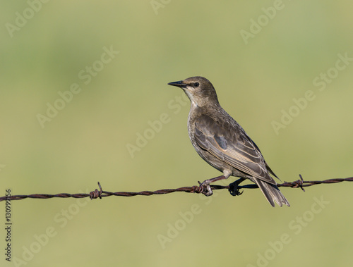 Female European Starling © FotoRequest